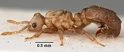 A dead species of inquiline ant folded on a table