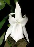 Angraecum magdalenae Schltr. & H.Perrier, a member of the subtribe Angraecinae