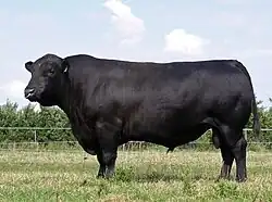 a large-framed black bull