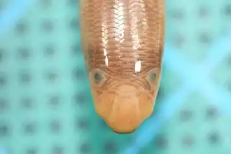 Queensland Museum specimen of A. bituberculatus from Currawinya National Park, QLD,