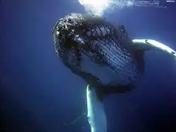 Humpback whale seen from below