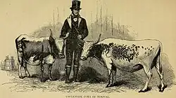 A man in uniform standing between two horned cows which reach about to the height of his hip