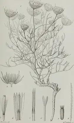 A black and white drawing of the states of Perralderia