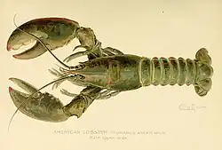 American lobster