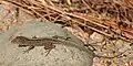 Brown anole (Anolis sagrei), in situ, Harris County, Texas