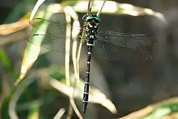 Anotogaster sieboldii on a twig