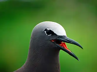 A. s. pileatus, Philippines