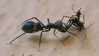 Aggressive mimic with model/dupe/prey: Myrmarachne spider eating a queen ant