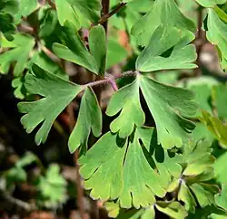 Leaves