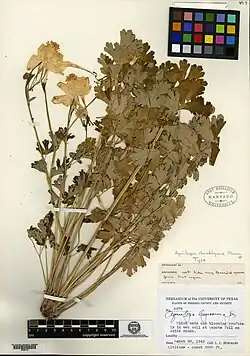 Holotype specimen of Aquilegia hinckleyana