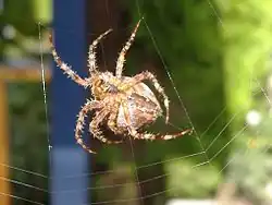 Garden spider, taken with FinePix A345