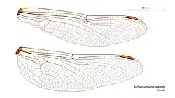 Female wings