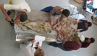 #532 (30/7/2009), Same specimen being prepared for dissection by Clyde Roper (top left) and other scientists from the Smithsonian Institution, NOAA, and the Delaware Museum of Natural History, including Paula Rothman, Elizabeth Shea, and Michael Vecchione