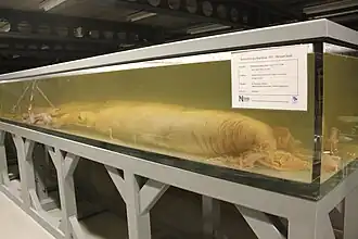 #487 (15/3/2004), Same specimen as it appeared in 2015, with provenance information displayed on the side of the tank