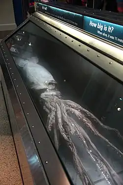 (?/7/2005), Same specimen on display at the NMNH's Sant Ocean Hall, preserved in Novec 7100 fluid. Both of the museum's exhibited giant squid originated from CEPESMA (which managed Museo del Calamar Gigante in Luarca, Asturias) and were prepared by the ECOBIOMAR group of CSIC's Instituto de Investigacións Mariñas in Vigo, Galicia.