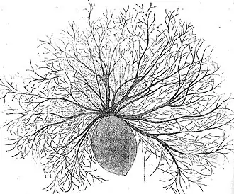 Oodinium, a genus of parasitic dinoflagellates, causes velvet disease in fish[44]