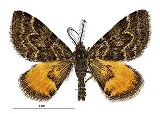 Male Arctesthes avatar