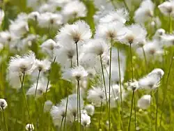 Arctic Cottongrass Eriophorum scheuchzeri ukaliusaq / polar kæruld Ukaliusaq, Kæruld