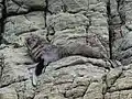 A New Zealand fur seal seen on Paratahi Island in 2016