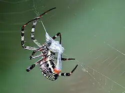 Female immobilizing prey by wrapping a curtain of silk around the insect for later consumption