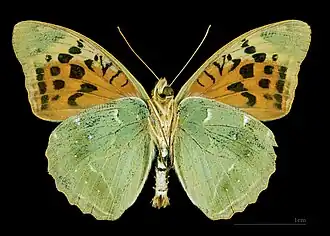 Male underside
