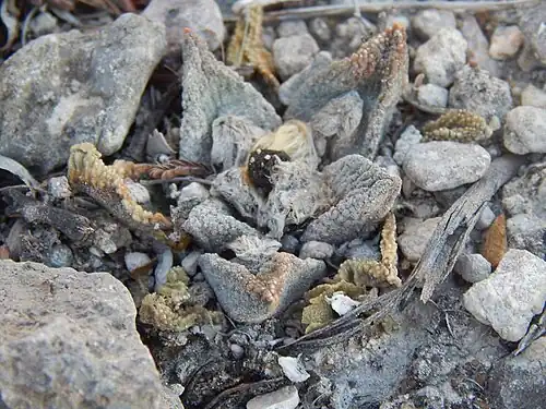 Plant of Ariocarpus bravoanus subsp. bravoanus growing in habitat near Núñez, San Luis Potosí