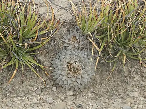 Plant growing in habitat near Peyote San Luis Potosi