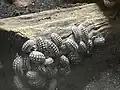 Armadillidium gestroi