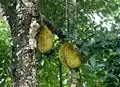 Artocarpus heterophyllus (jack fruit) at Sri Venkateswara National Park