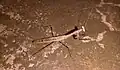 Asian jumping mantis at night, in West Bengal, India.