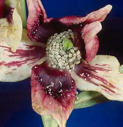 A red-purple, green, and white flower