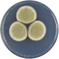 Aspergillus karnatakaensis growing on CYA plate