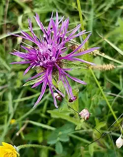 Centaurea