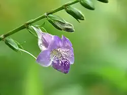A stalk with buds, one opened into a purple five-lobed flower with tiny glands