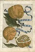 Aurantium corniculatum from Hesperides (1646)