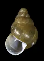 Auriculella perpusilla