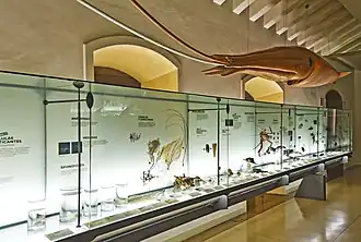 #345 (?/3/1994) Giant squid model on display at Museo de la Naturaleza y Arqueología in Santa Cruz de Tenerife, Tenerife, based on a specimen found floating at the surface off Los Cristianos, Tenerife, in March 1994 (see also view from other side)