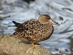 Female - Scotland Heights Waterfowl Park