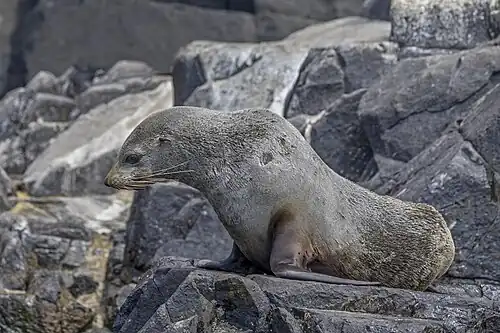 Female A. p. doriferus