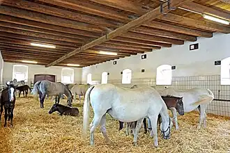 Stable with an open layout and no individual stalls