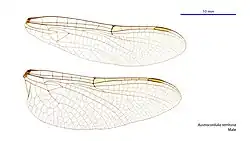 Male wings