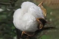 Cotton fiber