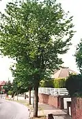 Benfield Way elm