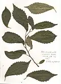 Pressed leaves of Hove tree