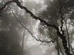Ba Vì National Park, cloud shrouded forest on way up King High Peak to the Ho Chi Minh Temple