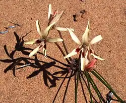 Babiana brachystachys