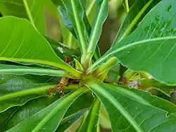 Close up of showing leaves in whorls
