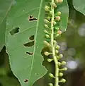 flower buds in Kolkata, West Bengal, India.