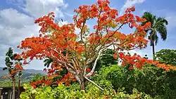 Flowered flamboyant in Barrio Pueblo