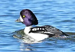 A Barrow's goldeneye swimming